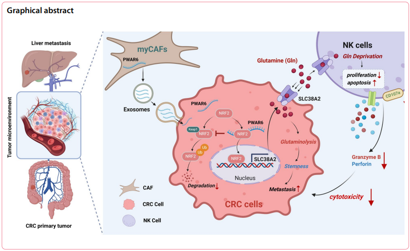 IF=29.5丨myCAFs来源的外泌体PWAR6是CRC肝转移治疗新靶点