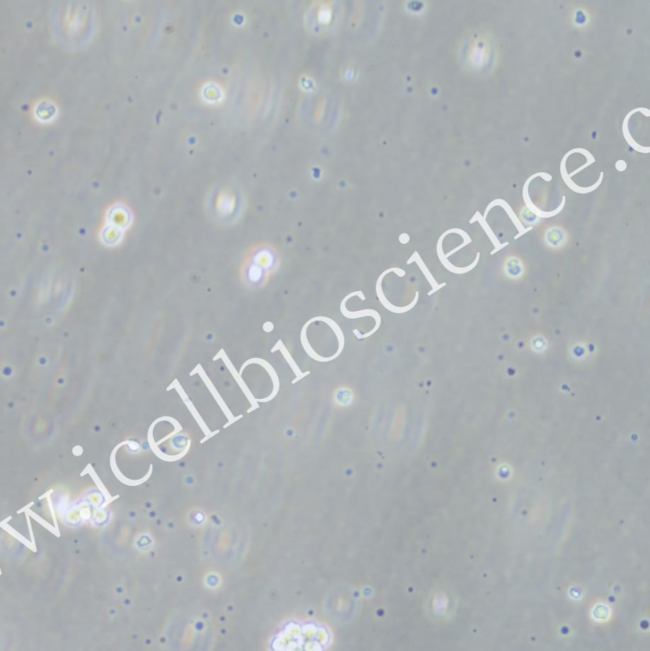 Farage、Farage细胞、人B淋巴瘤细胞/镜像绮点（Cellverse）