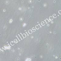 Farage、Farage细胞、人B淋巴瘤细胞/镜像绮点(Cellverse)