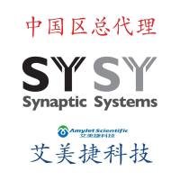 小鼠特异性TMEM 119抗体-400 308