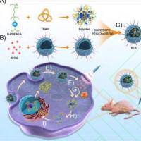 负载亚甲基蓝(MB)和阿霉素(DOX)的聚乳酸-羟基乙酸共聚物(PLGA)纳米粒子被牛血清白蛋白(BSA)修饰