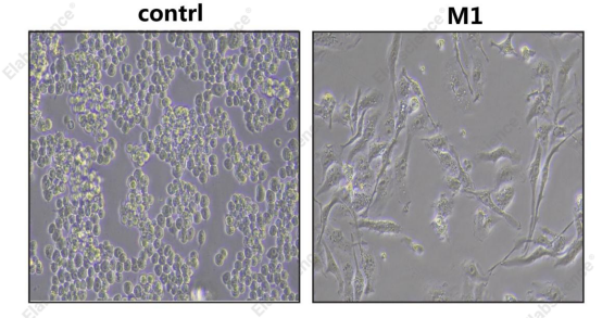  Elabscience®推出M1 型 Raw264.7 巨噬细胞极化培养和检测试剂盒，高效助力免疫科研