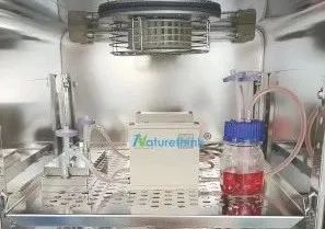 SDF-1α/CXCR4通路通过调节血管平滑肌细胞的表型转化来介导血流动力学诱导的颅内动脉瘤的形成