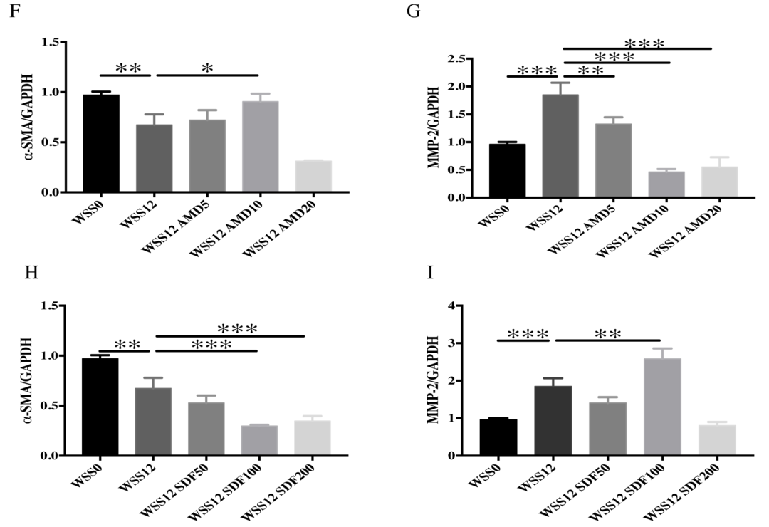 SDF-1α/CXCR4通路通过调节血管平滑肌细胞的表型转化来介导血流动力学诱导的颅内动脉瘤的形成