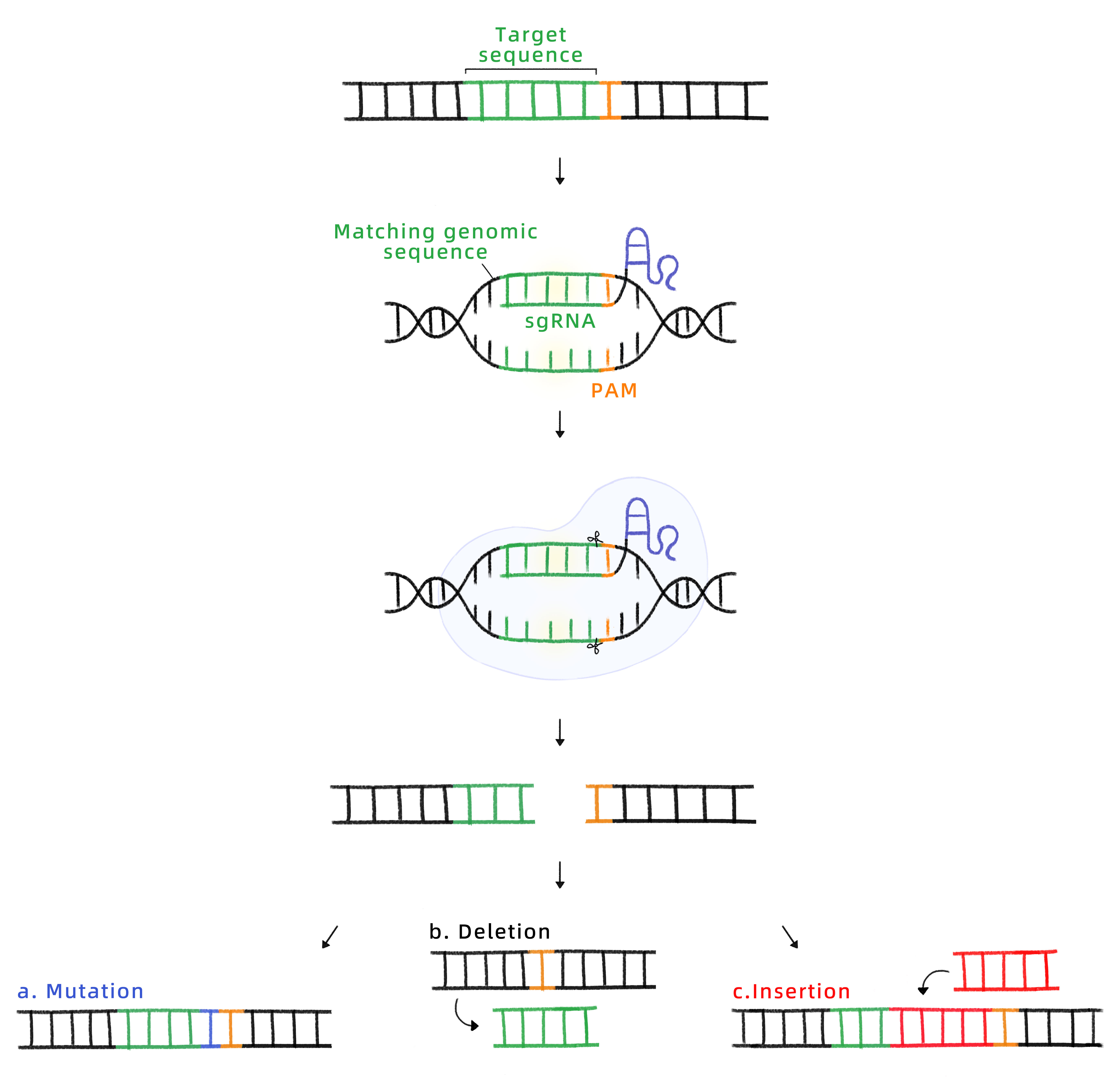 CRISPR-EDITx基因编辑平台