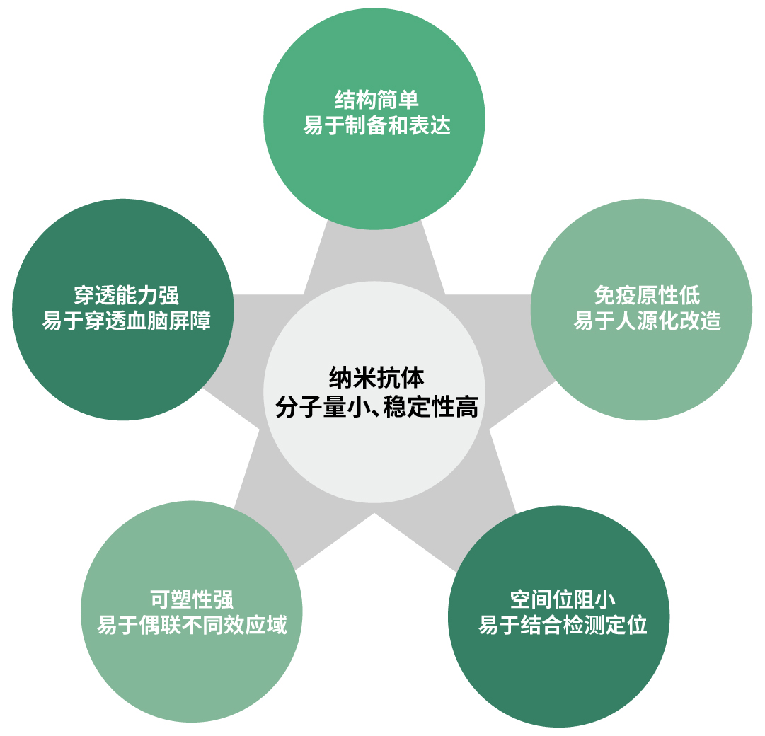 纳米抗体：“性能猛兽”，肿瘤治疗中的璀璨新星