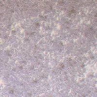 SF9昆虫卵巢细胞_SF9细胞