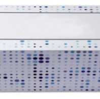 D-二聚体(DD)抗体