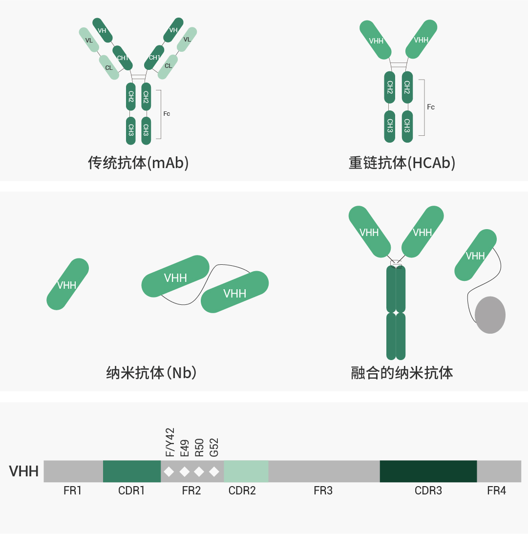 纳米抗体：“性能猛兽”，肿瘤治疗中的璀璨新星