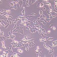 McA-RH7777-FLUC-puro大鼠肝癌细胞(FLUC标记)