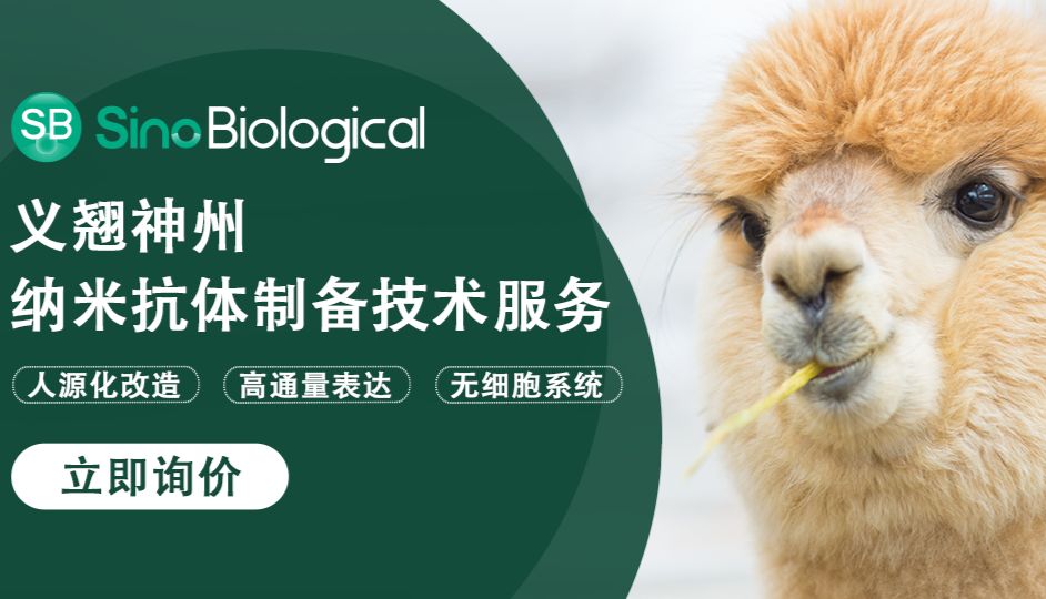 纳米抗体：“性能猛兽”，肿瘤治疗中的璀璨新星