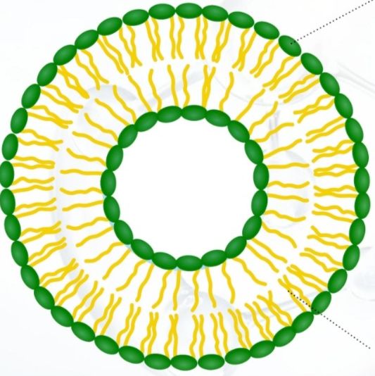 红色荧光标记500nm空白脂质体 粒径100/200/300/400/500nm 定制荧光脂质体(lipsome)