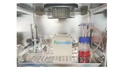 SDF-1α/CXCR4通路通过调节血管平滑肌细胞的表型转化来介导血流动力学诱导的颅内动脉瘤的形成