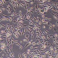 NCI-H660-FLUC-puro人神经内分泌前列腺小细胞癌细胞(FLUC标记)