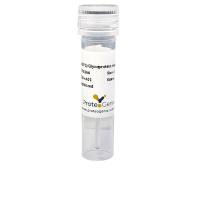 Anti-Bacteriophage M13 Capsid protein G8P Monoclonal Antibody (1A191), HRP