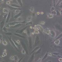 CHO-K1-GFP-puro中国仓鼠卵巢细胞-GFP标记-puro抗性