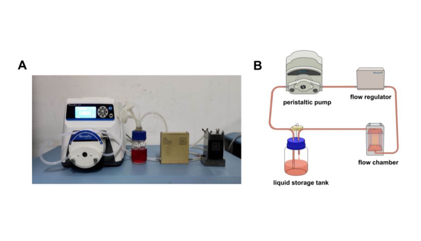 METTL3通过F-actin/Lamin A促进流体剪切应力诱导的早期BMSCs成骨分化