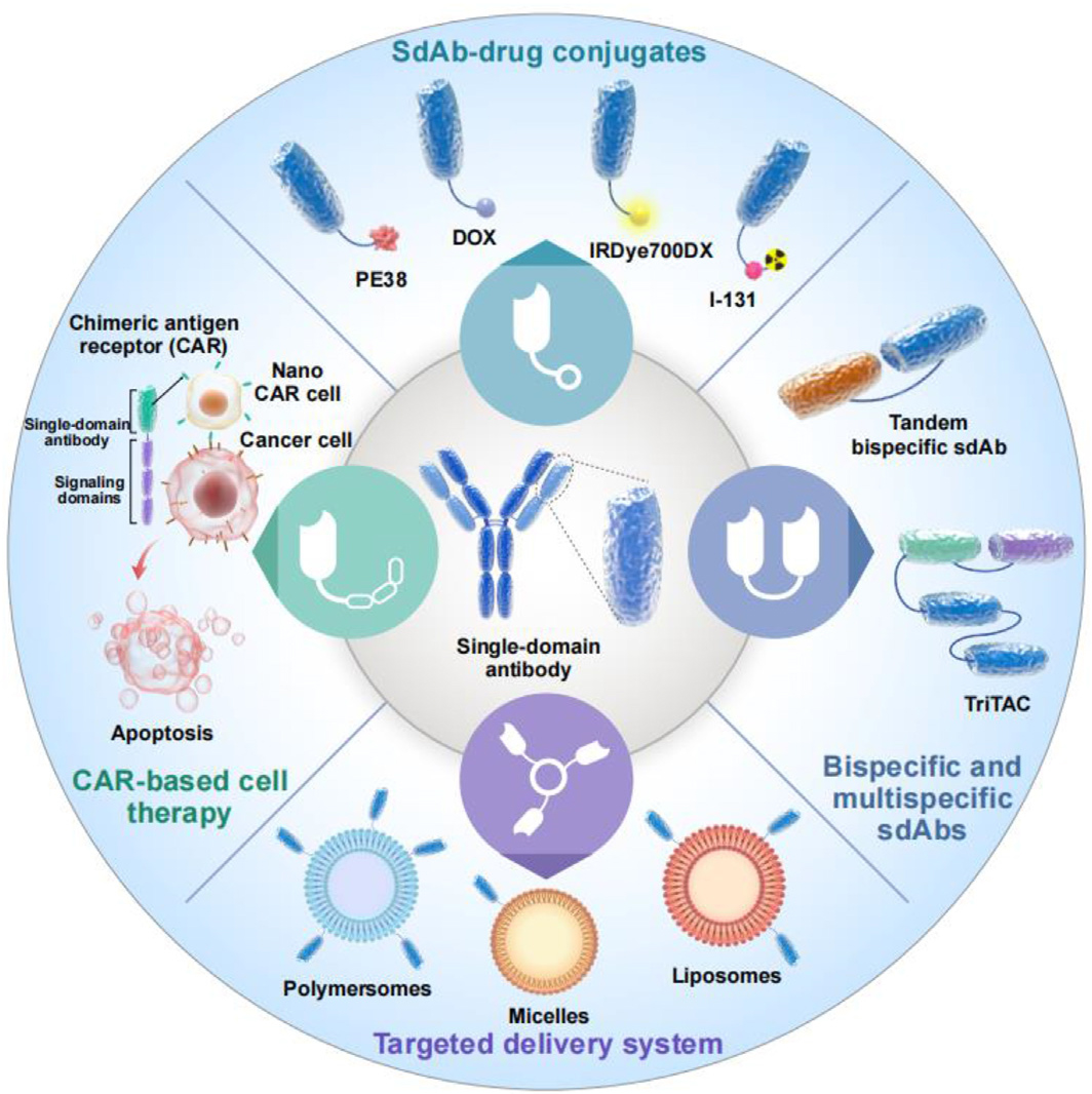 纳米抗体：“性能猛兽”，肿瘤治疗中的璀璨新星