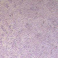 RLE-6TN大鼠肺泡Ⅱ型细胞_RLE-6TN细胞(种属鉴定)