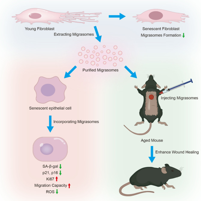 迁移体研究 迁移体研究