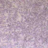 LA795-NLUC-puro小鼠肺腺癌细胞-NLUC标记-puro抗性