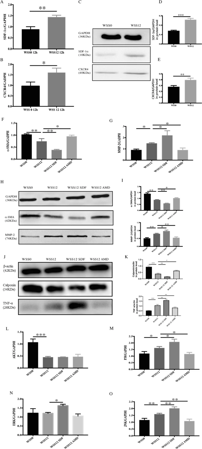 SDF-1α/CXCR4通路通过调节血管平滑肌细胞的表型转化来介导血流动力学诱导的颅内动脉瘤的形成
