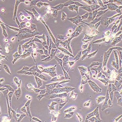 UM-UC-3-FLUC-puro人膀胱癌细胞-FLUC标记-puro抗性