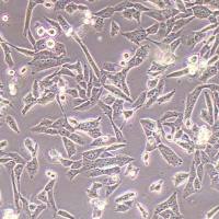 UM-UC-3-FLUC-puro人膀胱癌细胞-FLUC标记-puro抗性