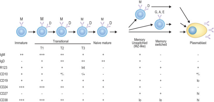 “流”例说 | 解密 B 细胞精细分型的临床应用
