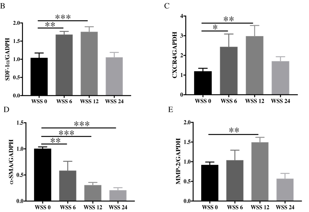 SDF-1α/CXCR4通路通过调节血管平滑肌细胞的表型转化来介导血流动力学诱导的颅内动脉瘤的形成