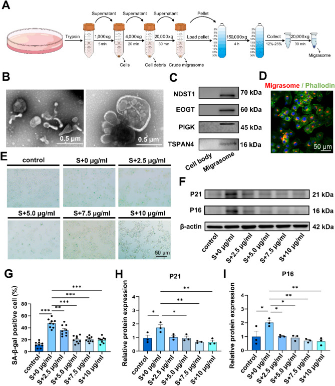 迁移体研究 迁移体研究