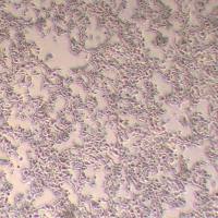 NSC34小鼠神经元细胞_NSC34细胞(STR鉴定)