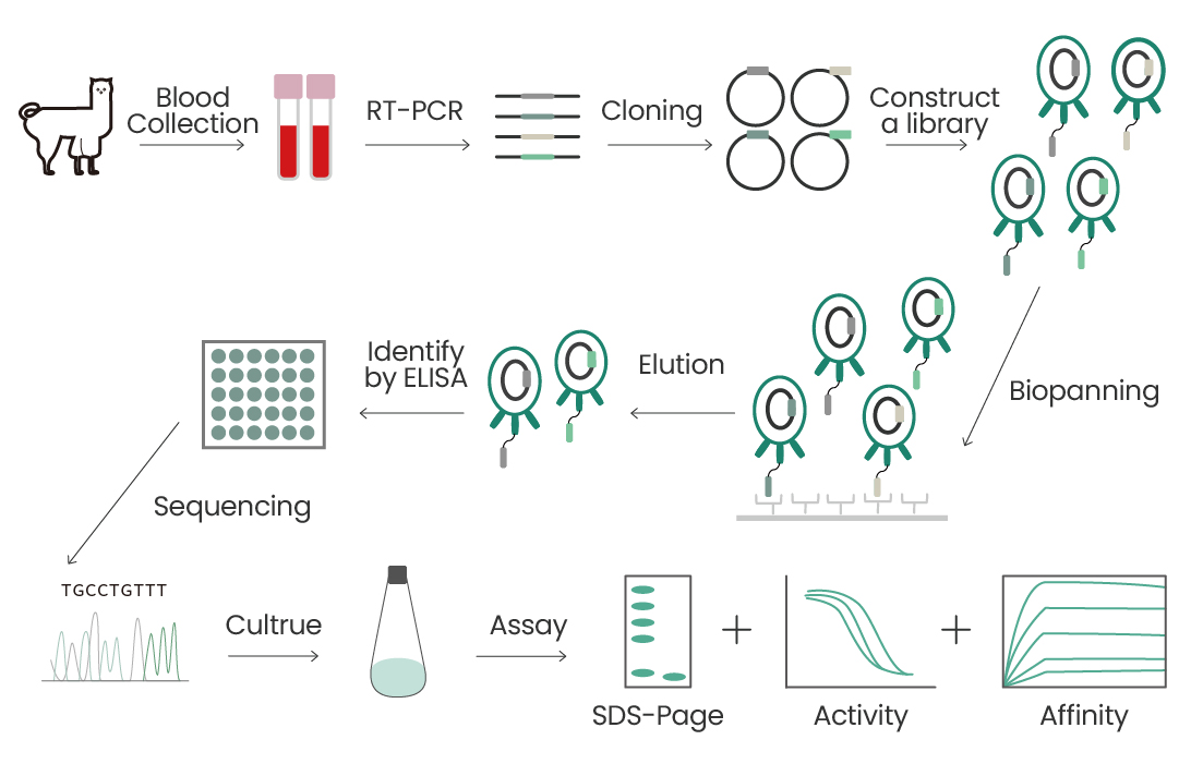 纳米抗体：“性能猛兽”，肿瘤治疗中的璀璨新星