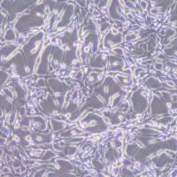 CT26-OVA小鼠结肠癌细胞-OVA转染(种属鉴定)