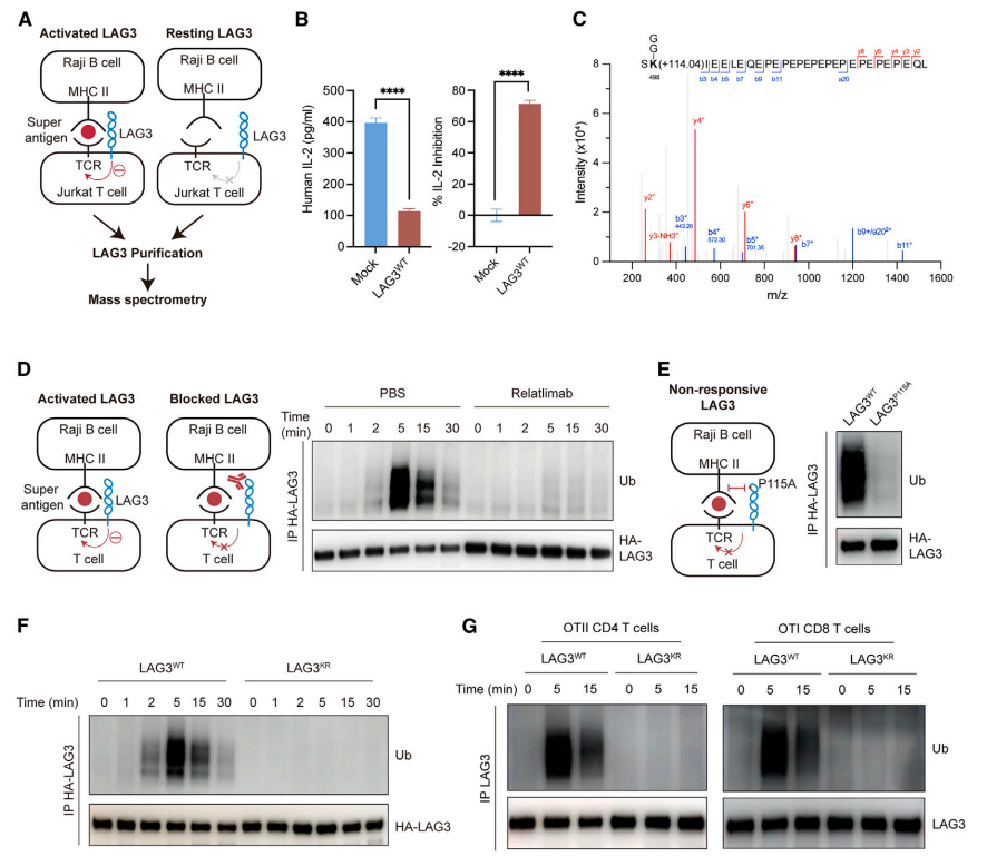 Cell | 南模生物助力揭示免疫检查点LAG3新机制！