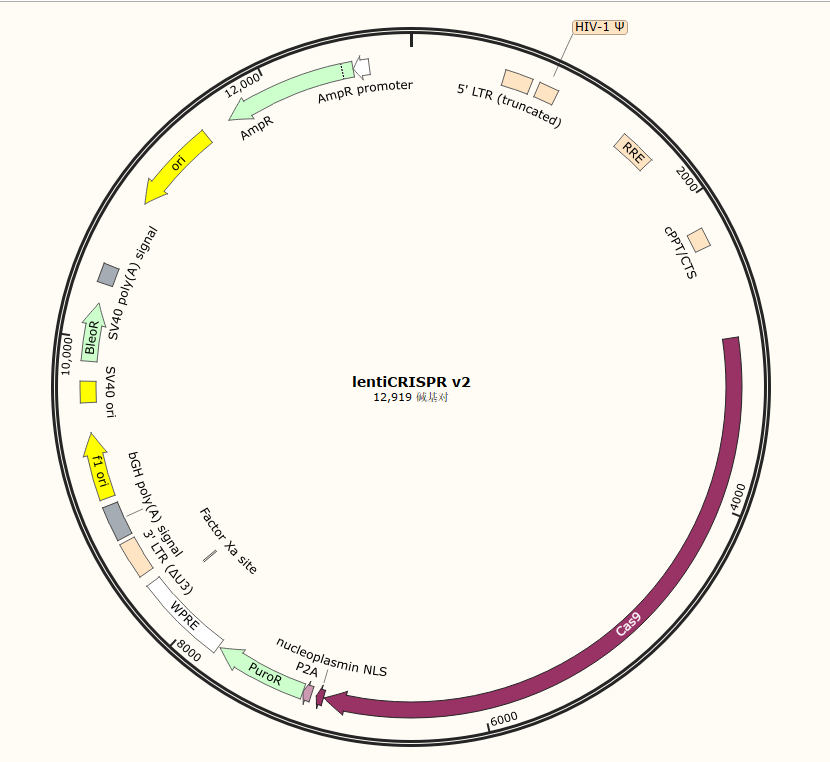 CRISPR基因敲除载体构建服务(敲除慢病毒载体/敲除腺病毒