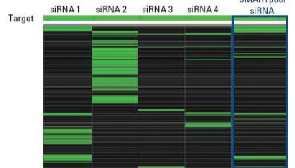 《全球信赖的Dharmacon，RNA干扰产品的行业标杆》