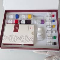 Equine Rotavirus马轮状病毒探针法荧光定量RT-PCR试剂盒