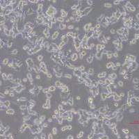 SIHA-NLUC-puro人子宫颈鳞癌细胞-NLUC标记-puro抗性