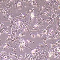 U-118 MG-NLUC-puro人脑星形胶质母细胞瘤-NLUC标记-puro抗性