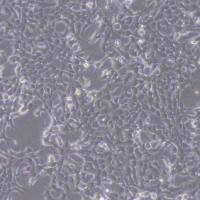 4T1-OVA小鼠乳腺癌细胞-OVA转染(种属鉴定)