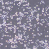 LLC-OVA小鼠Lewis肺癌细胞-OVA转染(种属鉴定)