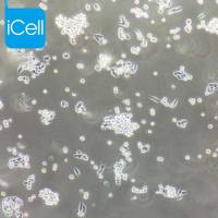 B95-8 EBV 转化的绒猴白细胞/种属鉴定/镜像绮点（Cellverse）