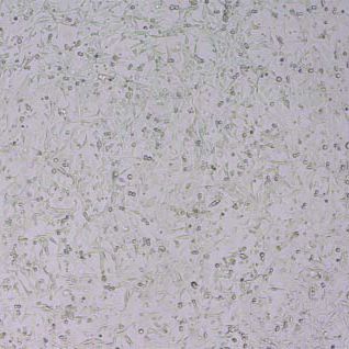 PAN02-OVA小鼠胰腺癌细胞-OVA转染(种属鉴定)