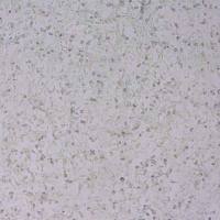 PAN02-OVA小鼠胰腺癌细胞-OVA转染(种属鉴定)