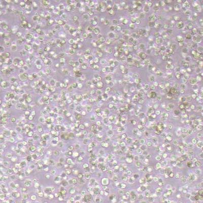 MOLM-13-NLUC-bsd人急性骨髓白血病细胞-NLUC标记-bsd抗性