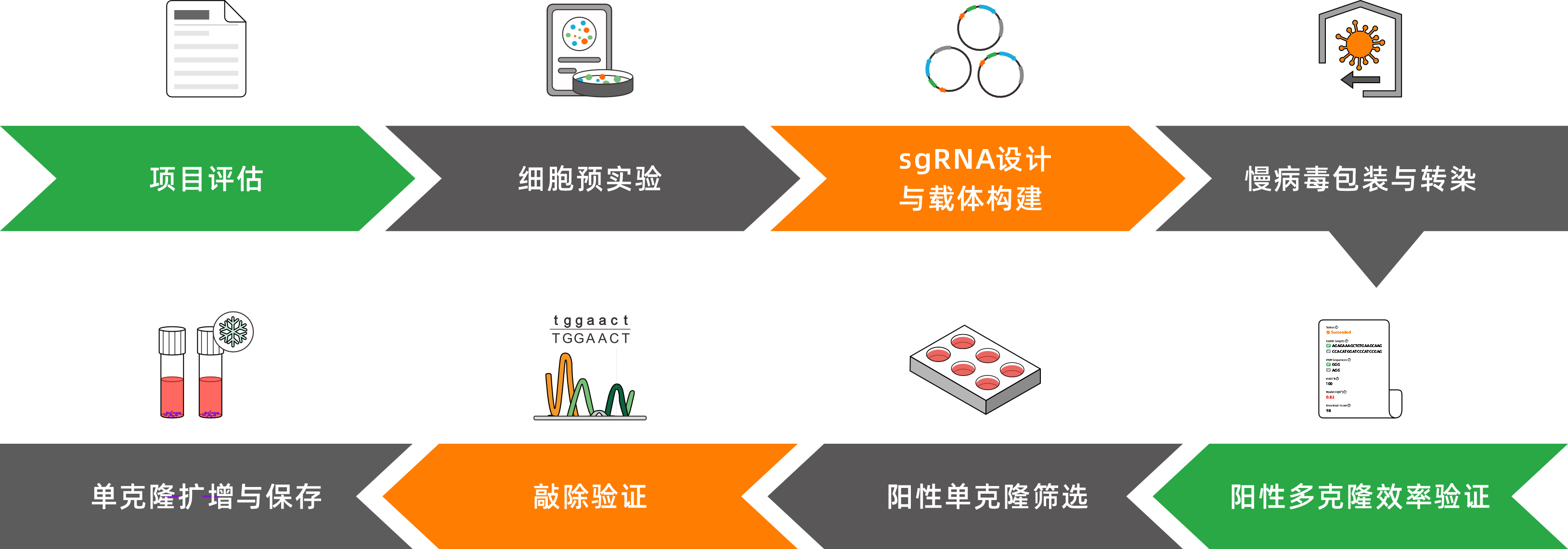 CRISPR-Cas9基因敲除细胞株构建服务（单基因敲除/多
