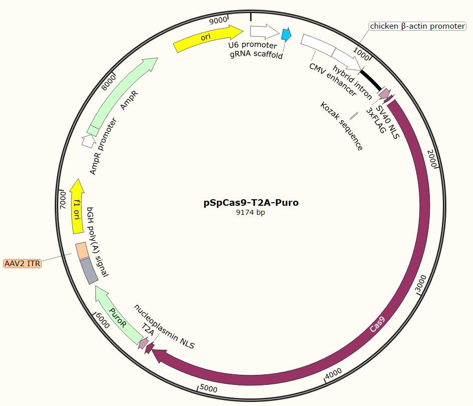 CRISPR基因敲除载体构建服务(敲除慢病毒载体/敲除腺病毒