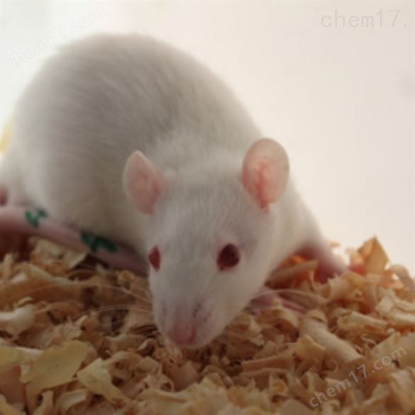 眼眶静脉丛取血动物实验