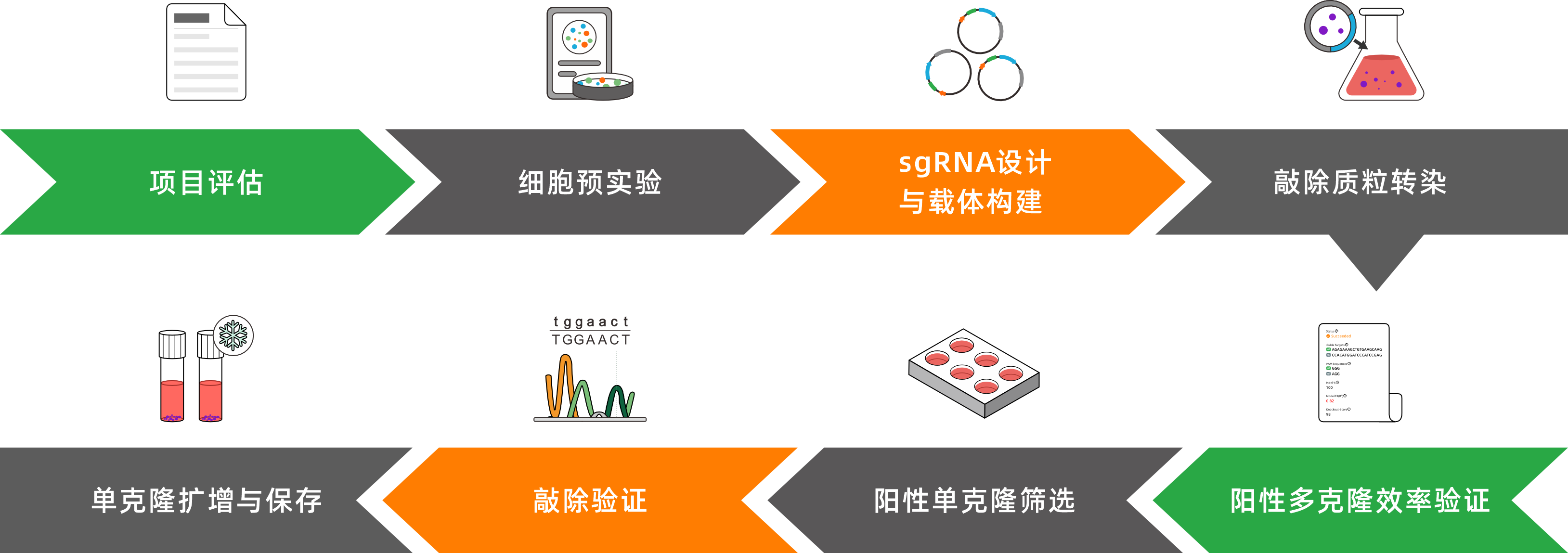 CRISPR-Cas9基因敲除细胞株构建服务（单基因敲除/多